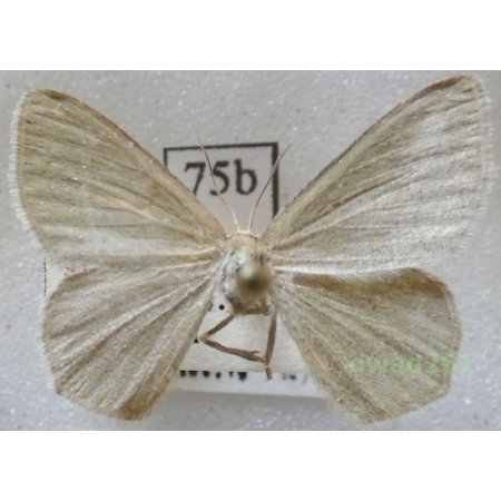 Chlorissa viridata (Linnaeus, 1758) Slovakia75b